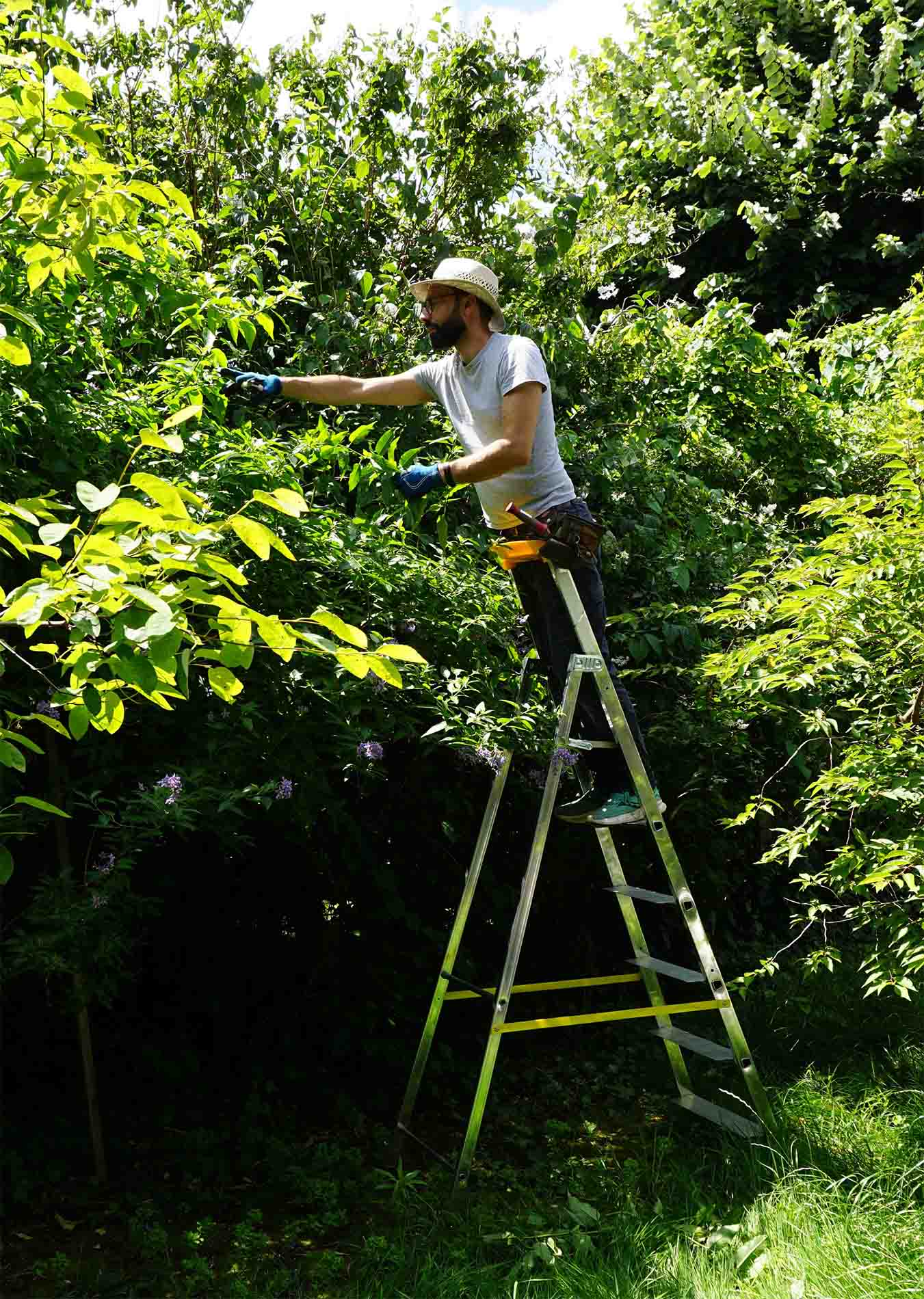Elagage-jardin-elevation_Paysagiste_Atelier-des-Feuillages