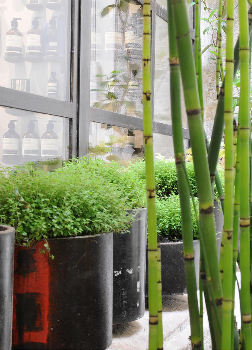 Projet-Aesop-1_Paysagiste_Atelier-des-Feuillages_Mobile