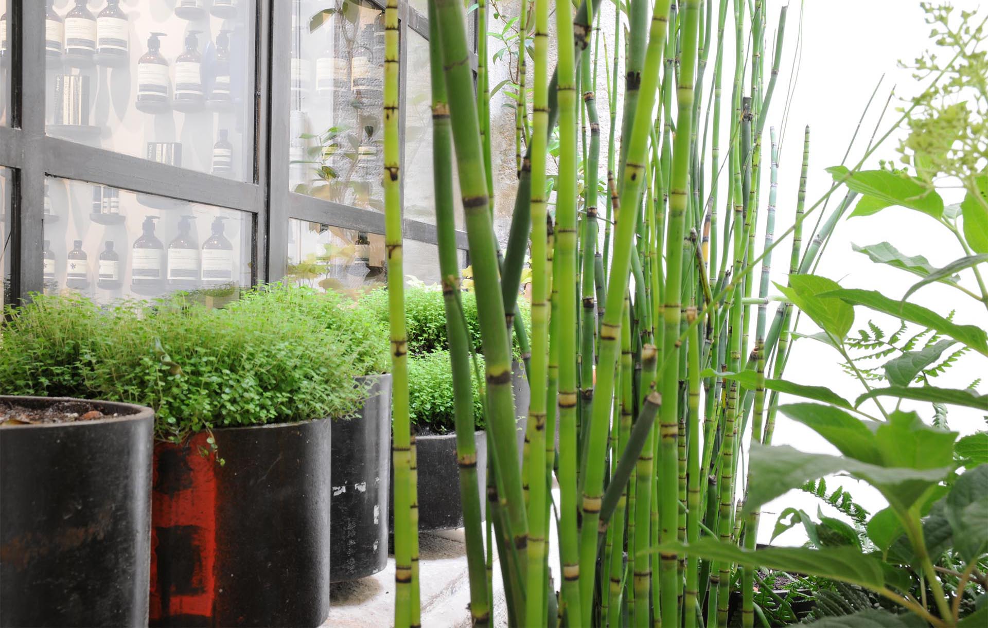 Projet-Aesop-1_Paysagiste_Atelier-des-Feuillages