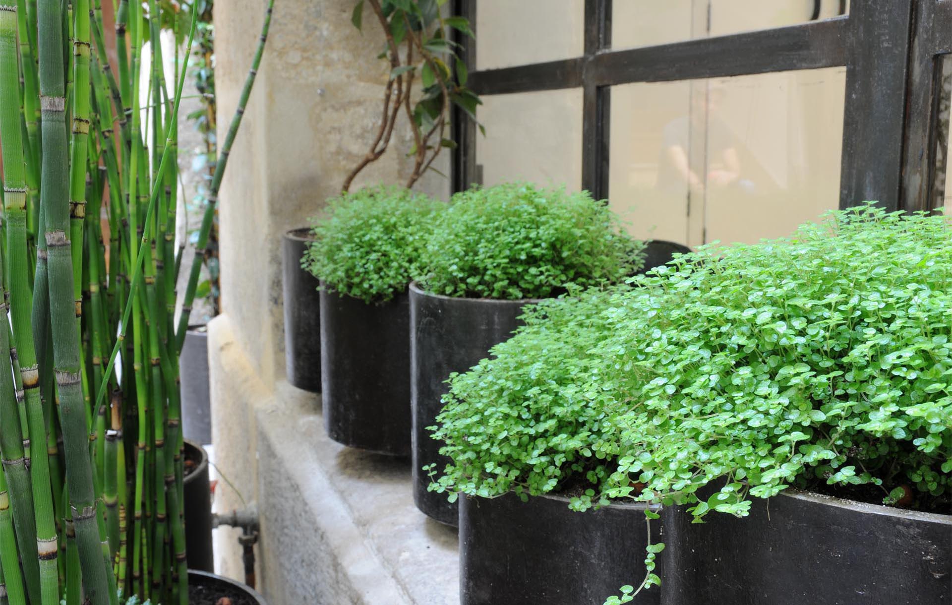 Projet-Aesop-2_Paysagiste_Atelier-des-Feuillages