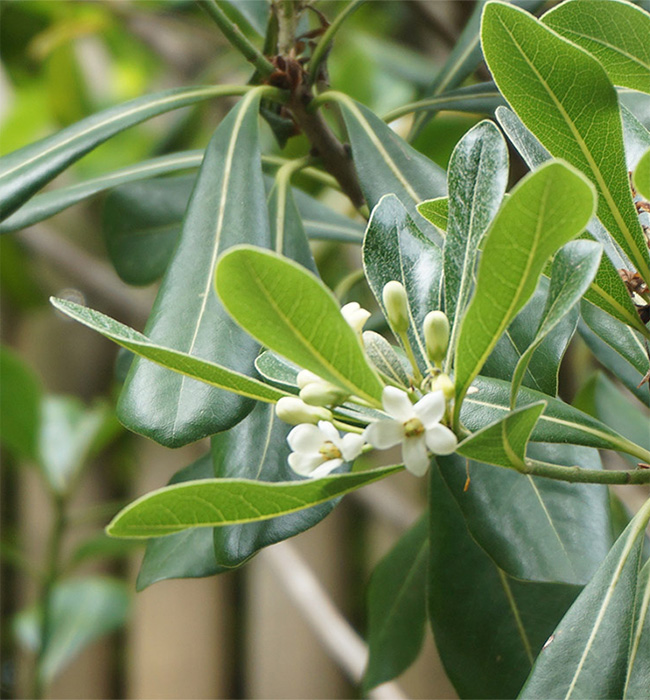 Version-mobile_Pittosporum-tobina_Paysagiste_Atelier-des-Feuillages